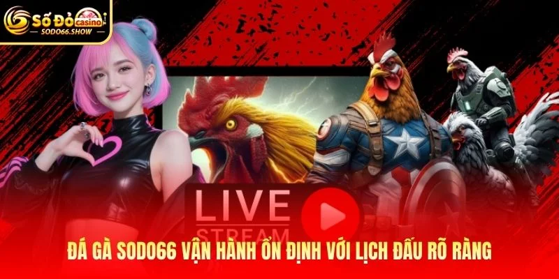 Đá gà SODO66 vận hành ổn định với lịch đấu rõ ràng Đá gà SODO66 vận hành ổn định với lịch đấu rõ ràng